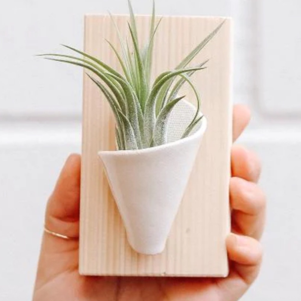 Mini Ceramic Wall Planter in Mint Green and White, mounted on wood plaque